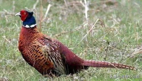 山鸡鱼的爆料方法视频,视频教学助你轻松掌握  第1张