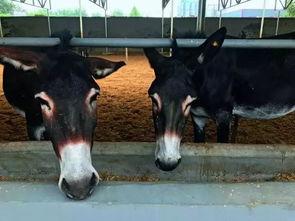 二驴爆料聊城事件视频,揭秘聊城事件背后真相 第3张 二驴爆料聊城事件视频,揭秘聊城事件背后真相 第3张